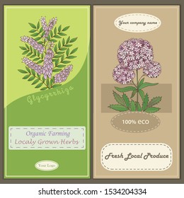 Medicinal herbs collection.Vector hand drawn illustration of plants valerian and glycyrrhiza. Flyer, card template