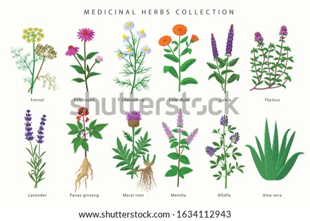 Medicinal herbs and flowers big collection of illustrations in flat design isolated on white background. Chamomile, Aloe vera, Lavender, Calendula, Thyme, Alfalfa, Echinacea, Fennel, Salvia, Mentha.