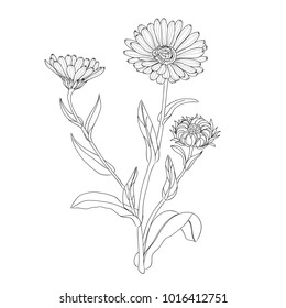 Medicinal herbs and flowers  Calendula