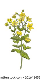 Medicinal herbs and flowers  hypericum  