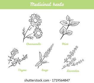 Medicinal herbs and flowers set. Black and white vector illustration isolated. Outline of chamomile, sage, mint, lavender and thyme. Vector cartoon illustration of healing plant. Icons.