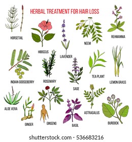 Medicinal herbs for hair loss treatment. Vector hand-drawn collection