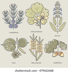 Medicinal Herbs Juniper Branch, Celandine, Sage, Linden Flower, Tea Tree, Oak Fruit. Vector Illustration Stylized Plant Icons.