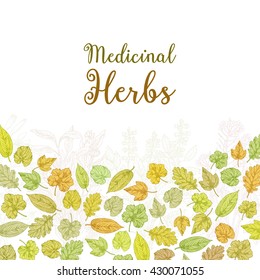 medicinal herbs and plants
