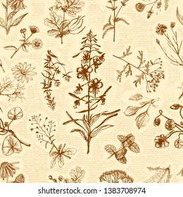 Medicinal herbs seamless pattern. Echinacea, celandine, yarrow, dandelion, calendula, thyme, chamomile, plantain, fireweed, shepherds purse, mint, nasturtium