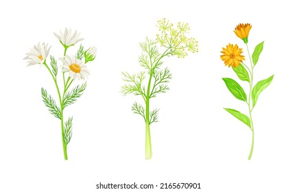 medicinal herbs set. Chamomile, caraway wildflowers, jerusalem artichoke treatment plants vector illustration