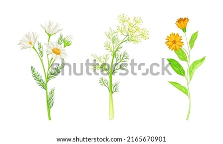 medicinal herbs set. Chamomile, caraway wildflowers, jerusalem artichoke treatment plants vector illustration