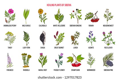 Heilkräuter in Sibirien. handgezeichnete botanische Vektorillustration