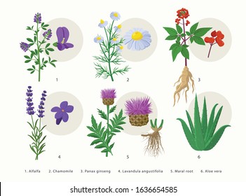 Medicinal herbs and their flowers, plants icons collection, flat illustrations isolated on white background. Alfalfa, Chamomile, Panax ginseng, Lavender, Maral root, Aloe vera - botanical drawings.