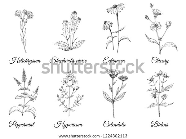 薬草 自然治癒植物 ベクタービンテージ花を設定します 白黒の手描きのイラスト 彫刻のスタイル 植物イラスト 薬草 スケッチ のベクター画像素材 ロイヤリティフリー