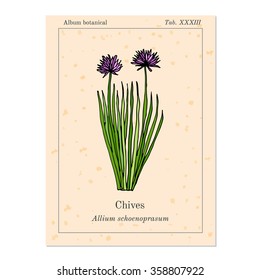 Medicinal and kitchen herb chives, old book page. Vector illustration