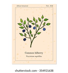 Medicinal and kitchen herb common bilberry, old book page. Vector illustration
