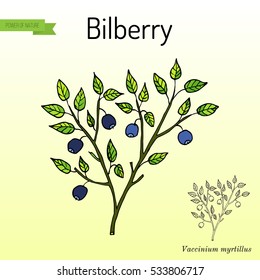 Medicinal and kitchen herb common bilberry. Hand drawn botanical vector illustration