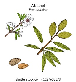 Medicinal and kitchen plant almond (Prunus dulcis). Hand drawn botanical vector illustration
