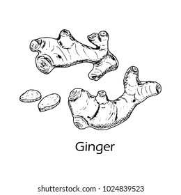 Medicinal and kitchen plant ginger vector hand drawn illustration