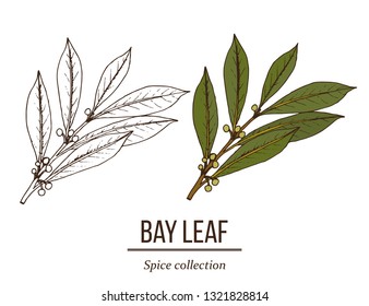 Medicinal and kitchen plant laurel (Laurus nobilis), or sweet bay tree. Hand drawn botanical vector illustration