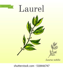 Medicinal and kitchen plant laurel (Laurus nobilis), or sweet bay tree. Hand drawn botanical vector illustration