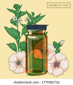 Medicinal marshmallow flowers and brown glass vial, hand drawn botanical illustration in a trendy modern style