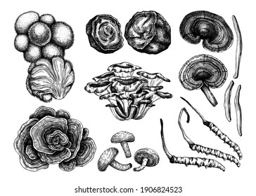 Medicinal mushroom illustrations collection. Hand sketched adaptogenic plants set. Perfect for recipe, menu, label, packaging. Hand sketched mushroom outlines. Botanical elements in vintage style.
