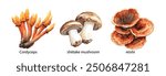 Medicinal Mushroom Painted Set. Watercolor Illustration of Hand-Drawn Natural Medicinal Fungi, Lion’s Mane, Chaga, Reishi, Cordyceps, Turkey Tail, Shiitake. White Background.