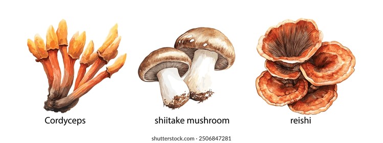 Medicinal Mushroom Painted Set. Watercolor Illustration of Hand-Drawn Natural Medicinal Fungi, Lion’s Mane, Chaga, Reishi, Cordyceps, Turkey Tail, Shiitake. White Background.