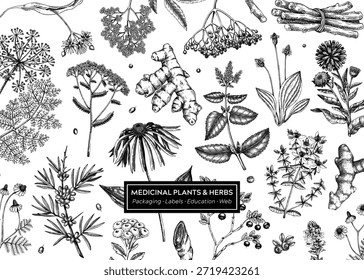 Fundo de plantas medicinais. Vetor ervas, raízes, bagas desenhadas à mão ilustrações botânicas. Design de boticário antigo. NÃO gerado AI 