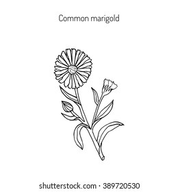 Medicinal plant Calendula officinalis (common marigold). Hand drawn botanical vector illustration