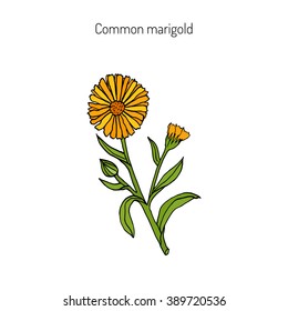 Medicinal plant Calendula officinalis (common marigold). Hand drawn botanical vector illustration