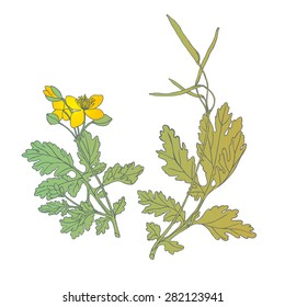 a medicinal plant - celandine isolated on white background