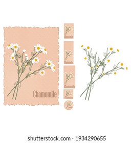 Medicinal plant chamomile vector illustration. Set of chamomilie flower tags on old paper background and without. Different sizes. 50x80, 50x120, 60x120, 50x50, 50 and 420x297 mm