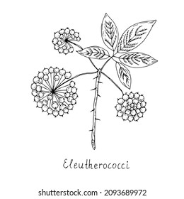 Medicinal plant, eleutherococcus. Vector illustration.