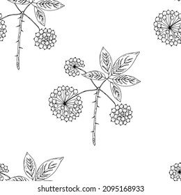 Medicinal plant, eleutherococcus. Vector illustration. Seamless pattern.