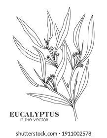 MEDICINAL PLANT EUCALYPTUS ON A WHITE BACKGROUND IN VECTOR