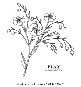 MEDICINAL PLANT FLAX ON A WHITE BACKGROUND IN VECTOR