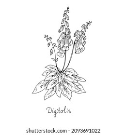 Medicinal plant, foxglove. Vector illustration.