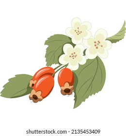Medicinal plant Hawthorn berry and flower vector image.  Hawthorn berry stock illustration