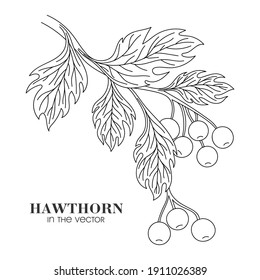 MEDICINAL PLANT HAWTHORN ON A WHITE BACKGROUND IN VECTOR