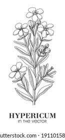 MEDICINAL PLANT HYPERICUM ON A WHITE BACKGROUND IN THE VECTOR