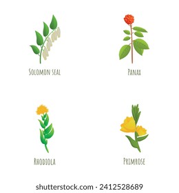 Medicinal plant icons set cartoon vector. Solomon seal, panax, rhodiola, primrose. Plant, nature, environment svg