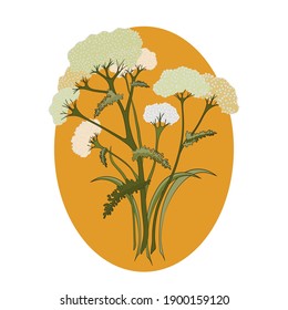 Medicinal plant illustration in flat style. White yarrow flowers. Botanical drawing.