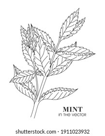 MEDICINAL PLANT MINT ON A WHITE BACKGROUND IN THE VECTOR