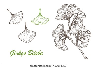 Medicinal plant Set. Hand drawn Ginkgo Biloba Tree. Branches and leaves. Vector illustration.