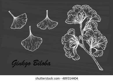 Medicinal plant Set. Hand drawn Ginkgo Biloba Tree. Branches and leaves. Vector illustration.
