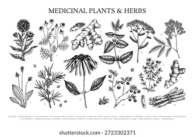 Conjunto de esboços de plantas medicinais. Vetor ervas, raízes, bagas desenhadas à mão ilustrações botânicas para o projeto de medicina de ervas ou marca de boticário. NÃO gerado AI 