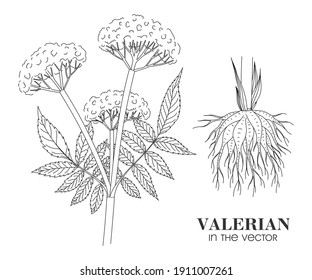 MEDICINAL PLANT VALERIAN ON A WHITE BACKGROUND IN VECTOR
