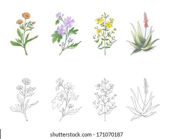 Medicinal plants