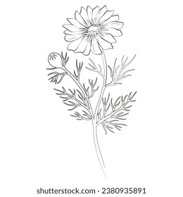 Medicinal plants adonis hand drawn vector transparent background