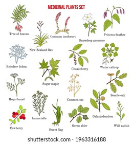 Medicinal plants collection. Hand drawn botanical vector illustration