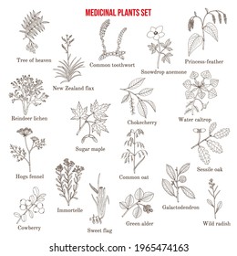 Medicinal plants collection. Hand drawn botanical vector illustration