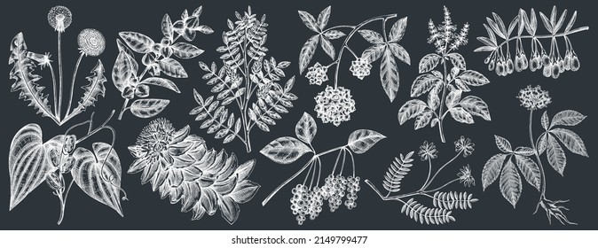 Medicinal plants collection on chalkboard. Hand-sketched adaptogenic berries, weeds, herbs set. Perfect for recipe, label, packaging. Adaptogenic plant illustrations. Botanical elements vintage style.